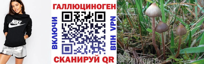 Галлюциногенные грибы Psilocybine cubensis Боровичи